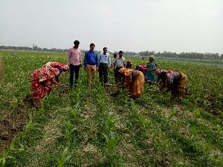 কৃষিতে বটিয়াঘাটার নারী