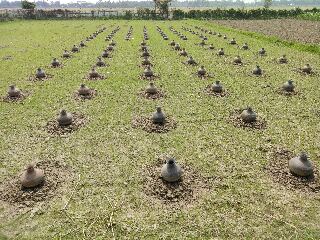 সেচ কলস পদ্ধতিতে সবজি উৎপাদন