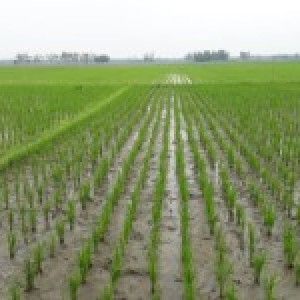 আউশ জমি পরিদর্শন