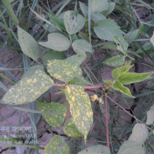 মাসকলাইয়ের মোজাইক রোগ