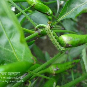 মরিচের ফলছিদ্রকারি পোকা