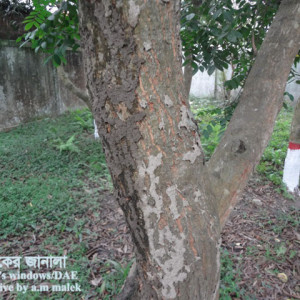 কামরাঙ্গার উঁইপোকা