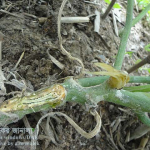 চালকুমড়ার গামি স্টেম ব্লাইট রোগ