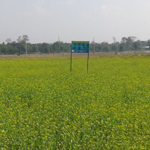 প্রদর্শনী প্লট , মৌসুম: রবি/২০১৭-১৮, ব্লক: তারাকান্দা