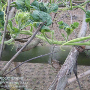 লাউয়ের ভাইরাসজনিত রোগ