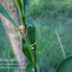 মালটার ক্যাংকার রোগ